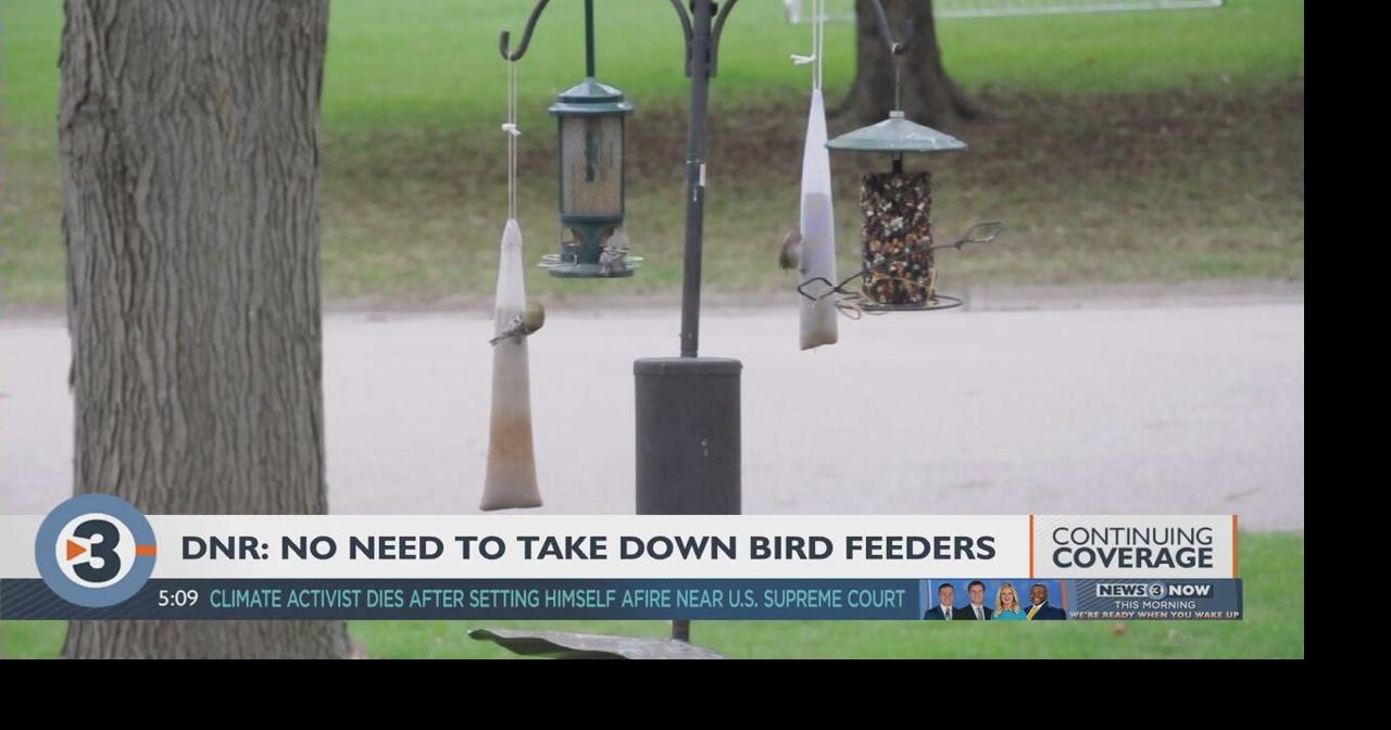 Do you need to take down your bird feeder to stop avian flu? Local