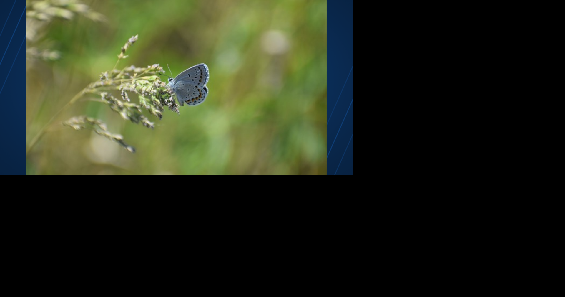 Wisconsin seeks volunteers for endangered butterfly survey | News ...