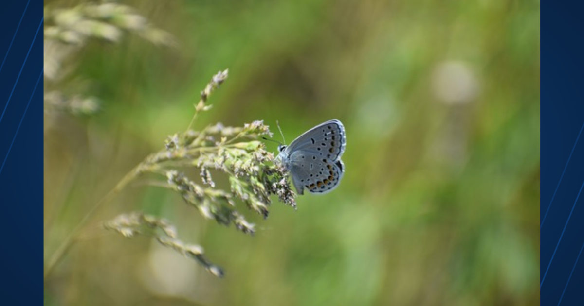 Wisconsin seeks volunteers for endangered butterfly survey | News ...