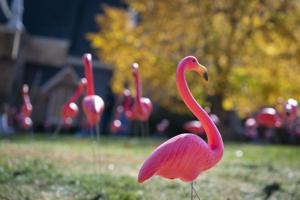 UW-Madison Revives Iconic Plastic Flamingos for ‘Fill the Hill’ Fundraising Event