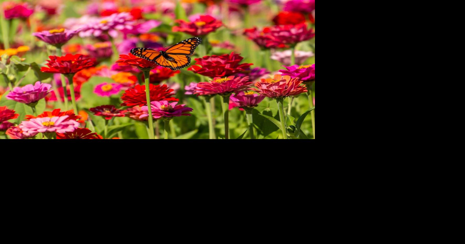 In the 608: Blooms on the Farm returns to Schuster's Farm with flowers, live music and family fun