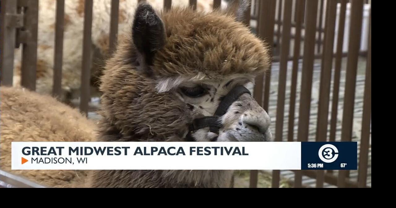 Great Midwest Alpaca Festival returns to Madison