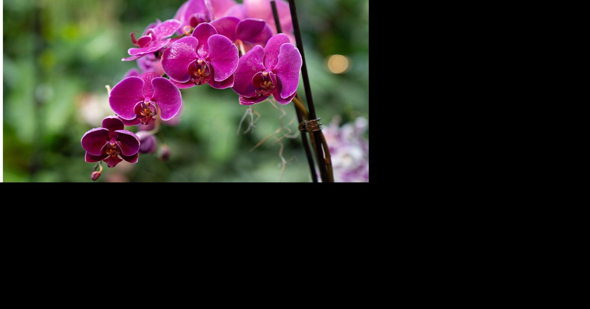 A beginner's guide to growing orchids in Wisconsin