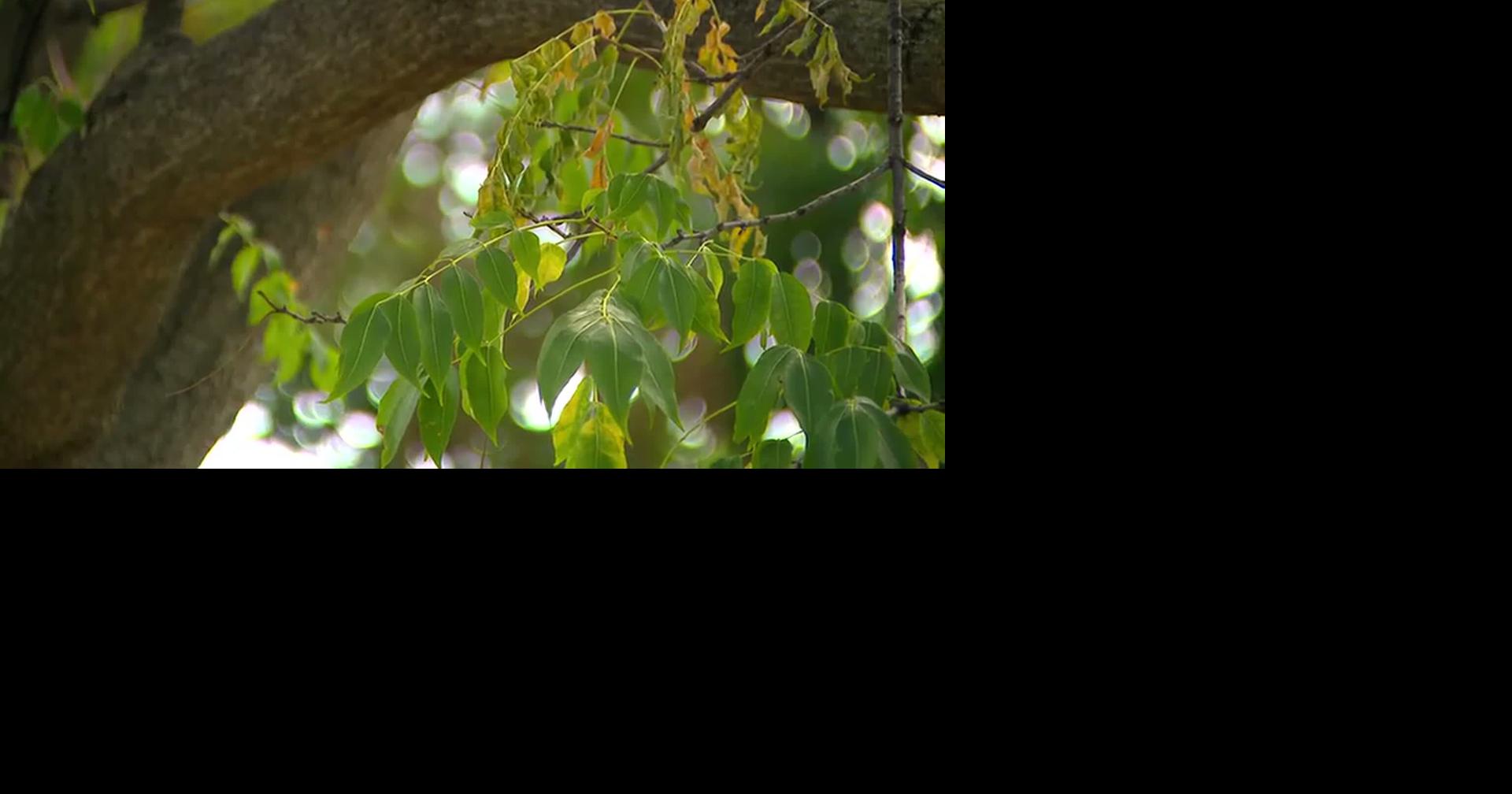 Summer heat, drought could impact Minnesota's fall leaf outlook, DNR ...
