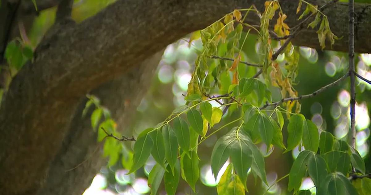 Ios Outlook Coach Summer heat, drought could impact Minnesota's fall leaf outlook, DNR ...