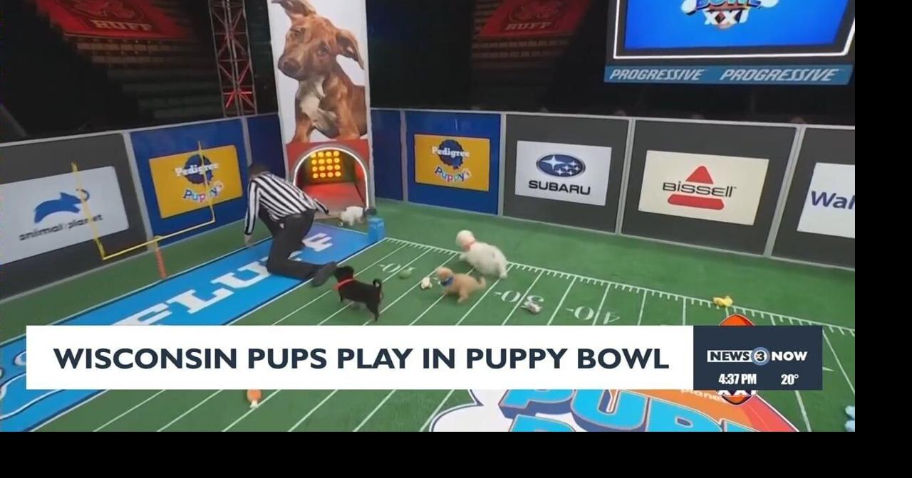 Wisconsin rescue dogs competing in Animal Planet's Puppy Bowl