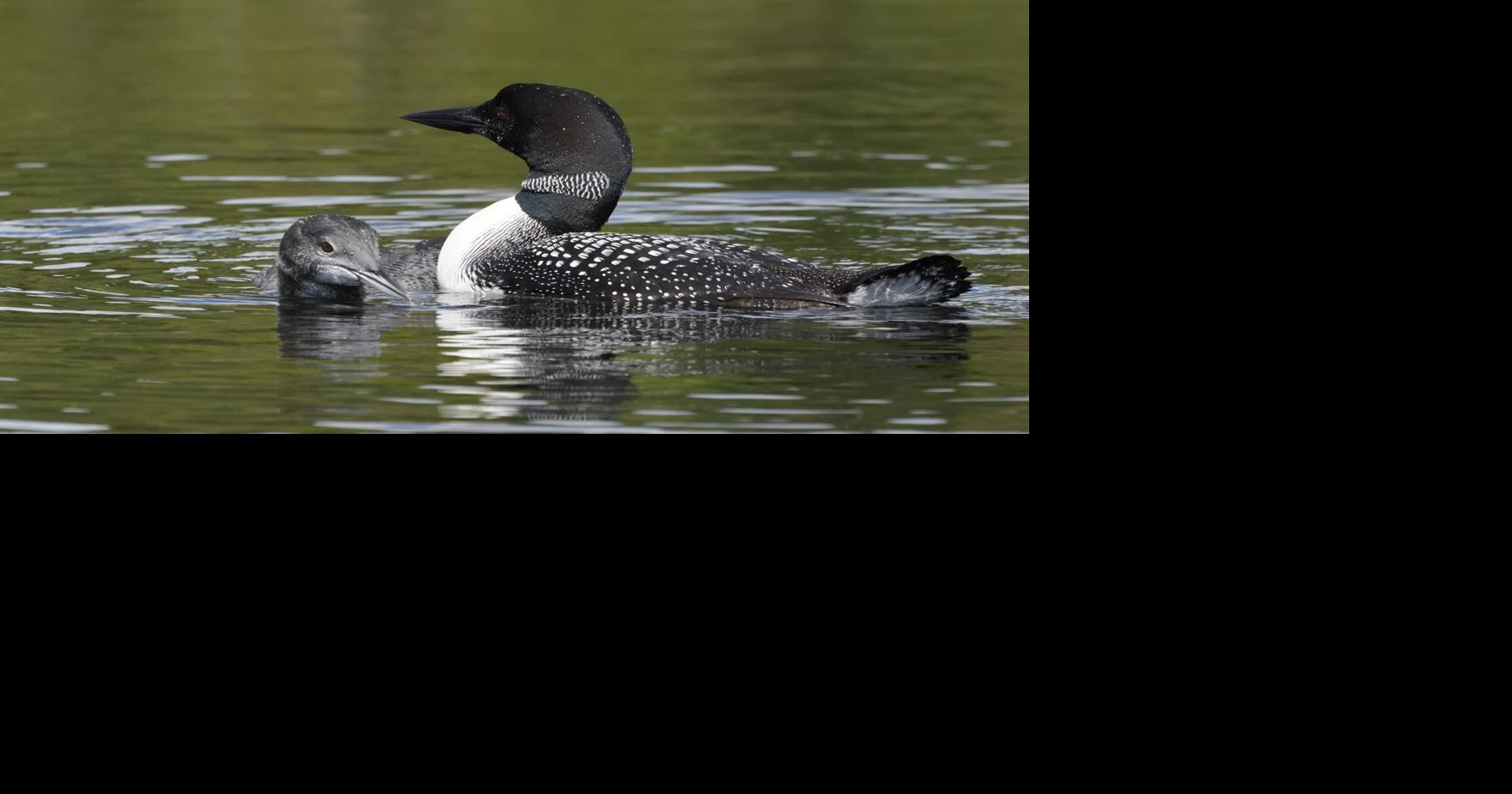 Climate change could drive loons out of Minnesota and Wisconsin ...