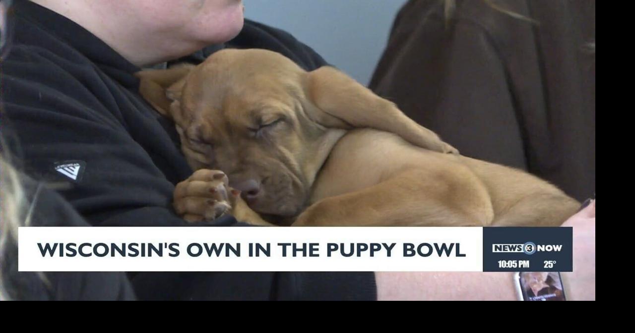 Madison rescue dogs steal spotlight in Puppy Bowl 2026 | News ...