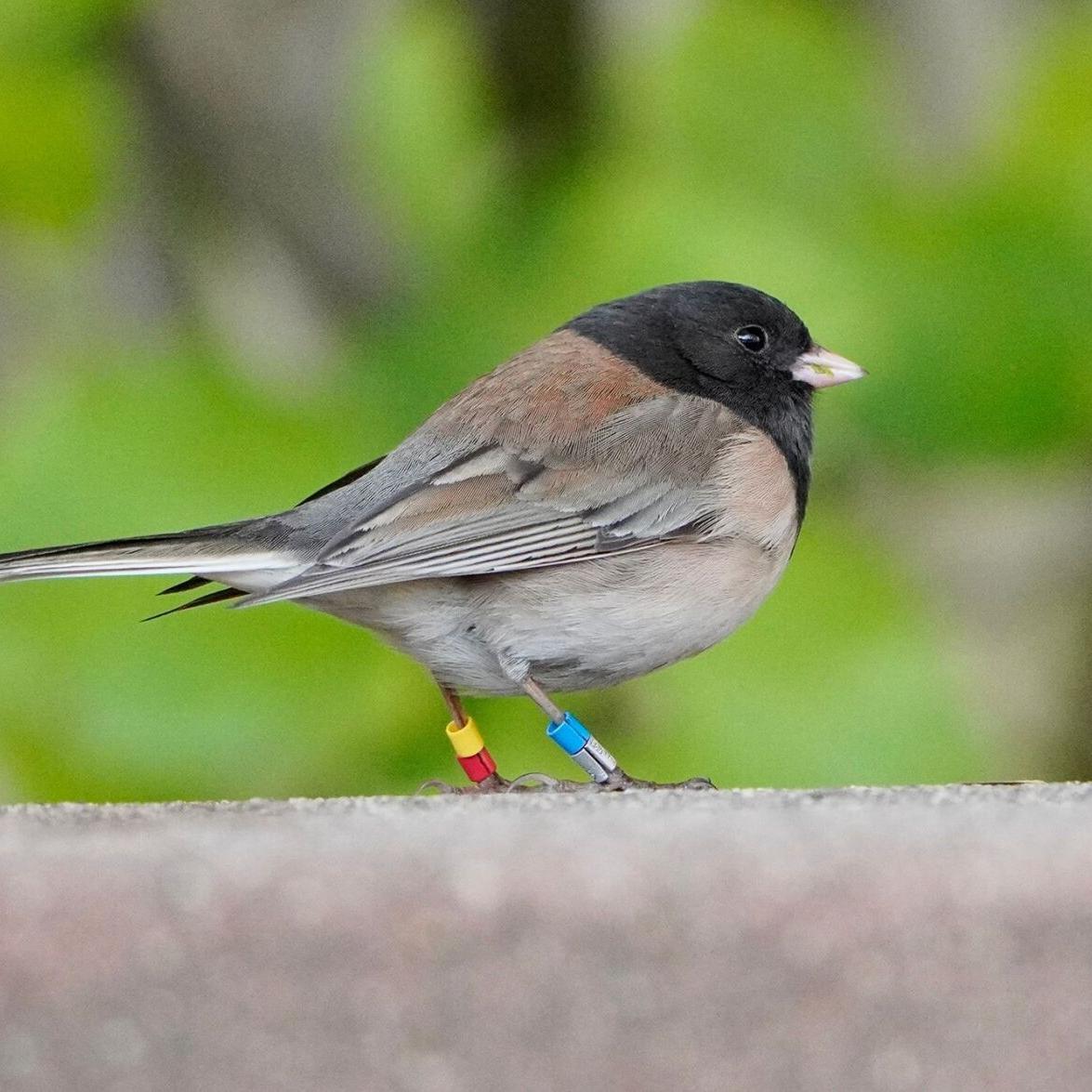Rare owls thrive in ghost town near Los Angeles International Airport -  ABC7 Los Angeles, image size:1175x1175