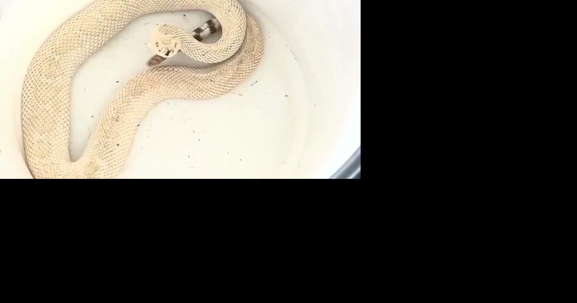 Retired police officer catches rare albino rattlesnake