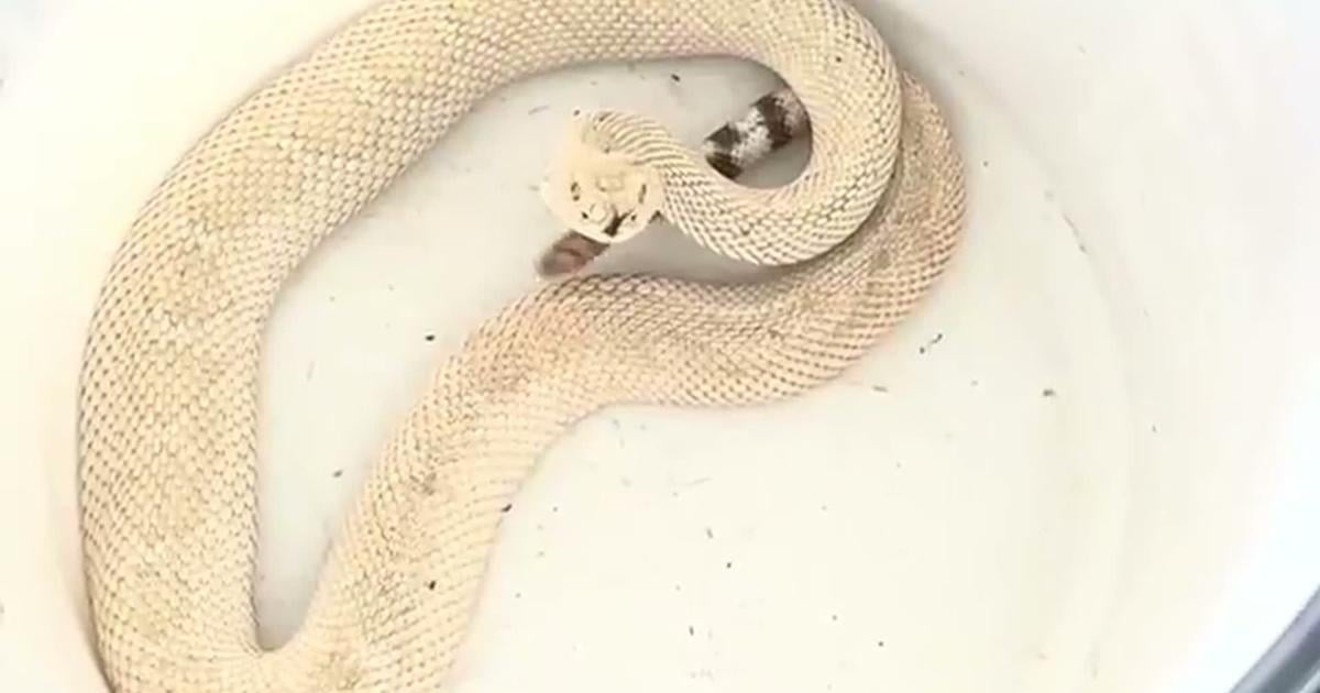 Retired police officer catches rare albino rattlesnake