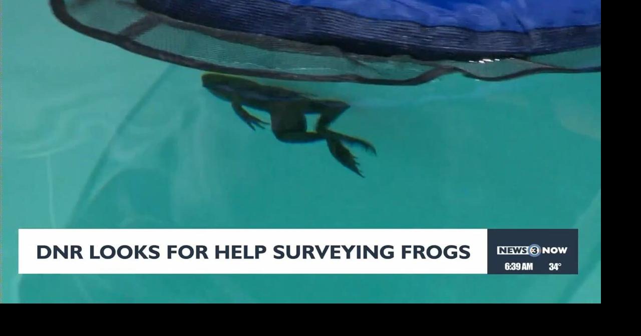 DNR looks for help surveying frogs | Video | channel3000.com