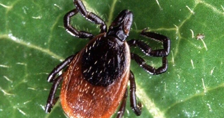 Study shows over half of Wisconsin deer ticks carry Lyme disease-causing bacteria