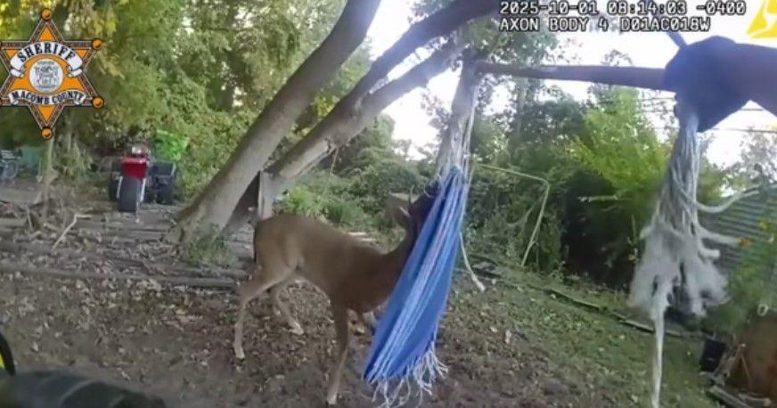 Deer tangled in hammock freed by officers: "This was certainly not a ...