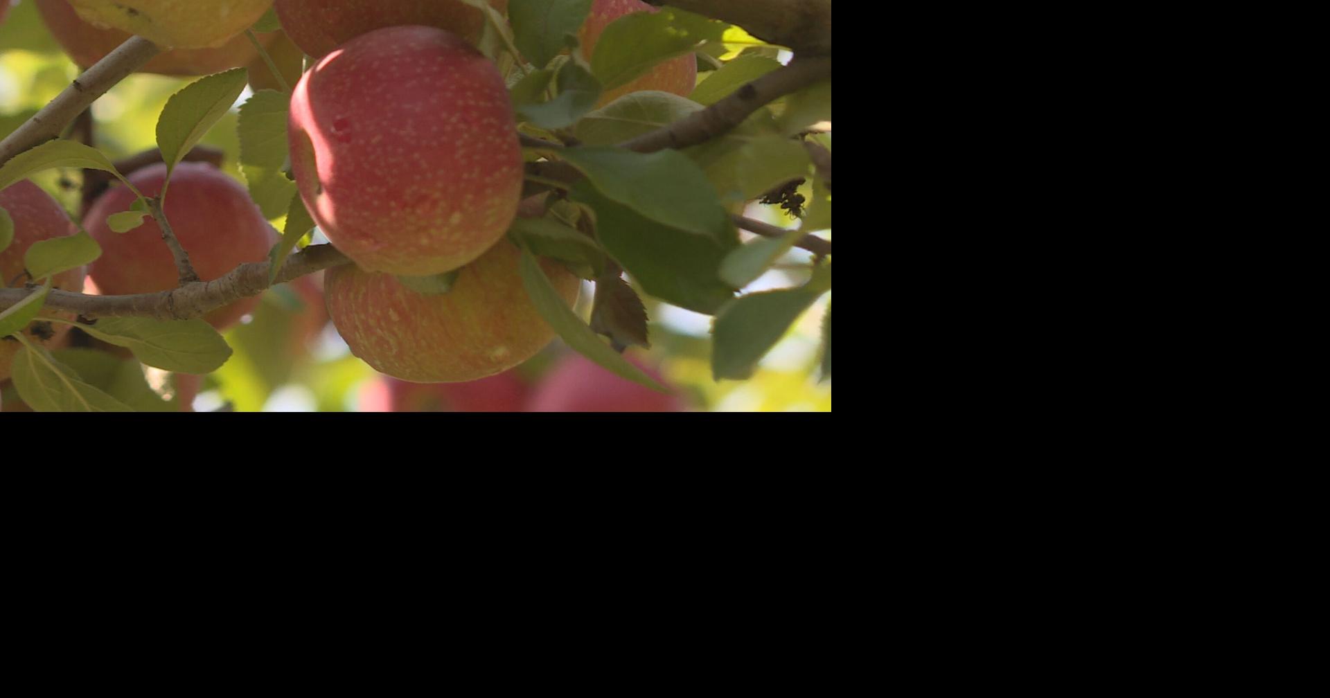 Apples are filling up the orchards, even after this summer’s drought ...