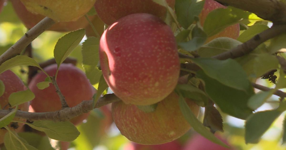 Apple Roder Apples are filling up the orchards, even after this summer’s drought ...