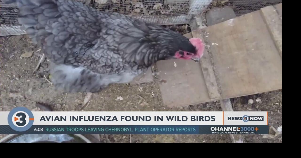 Avian influenza found in wild birds in Wisconsin, DNR says | Local News ...