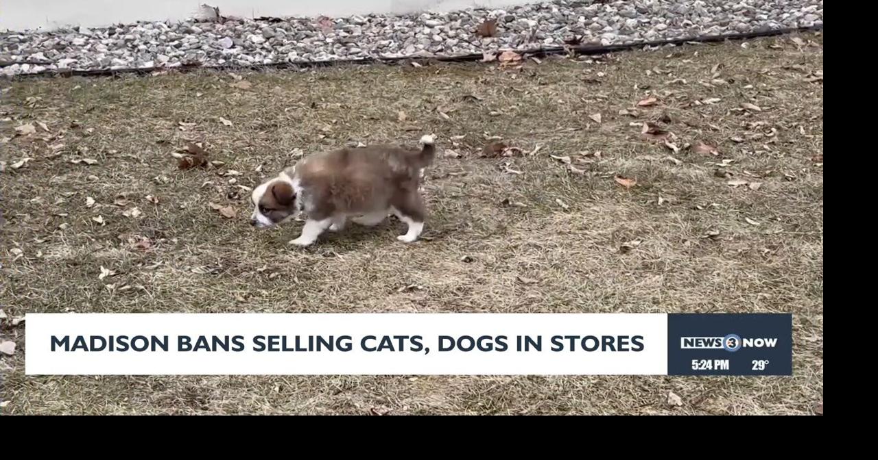 New Madison ordinance takes aim at puppy mills by banning sale of cats, dogs in pet stores