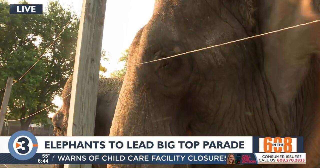 In the 608: Elephants to lead Big Top Parade as grand marshals - Vimarsana News