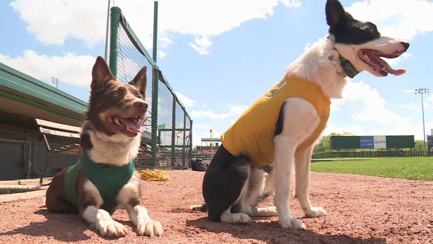 PHOTOS Mallards bat dog is back, bringing ‘ohmygosh factor’ — and a