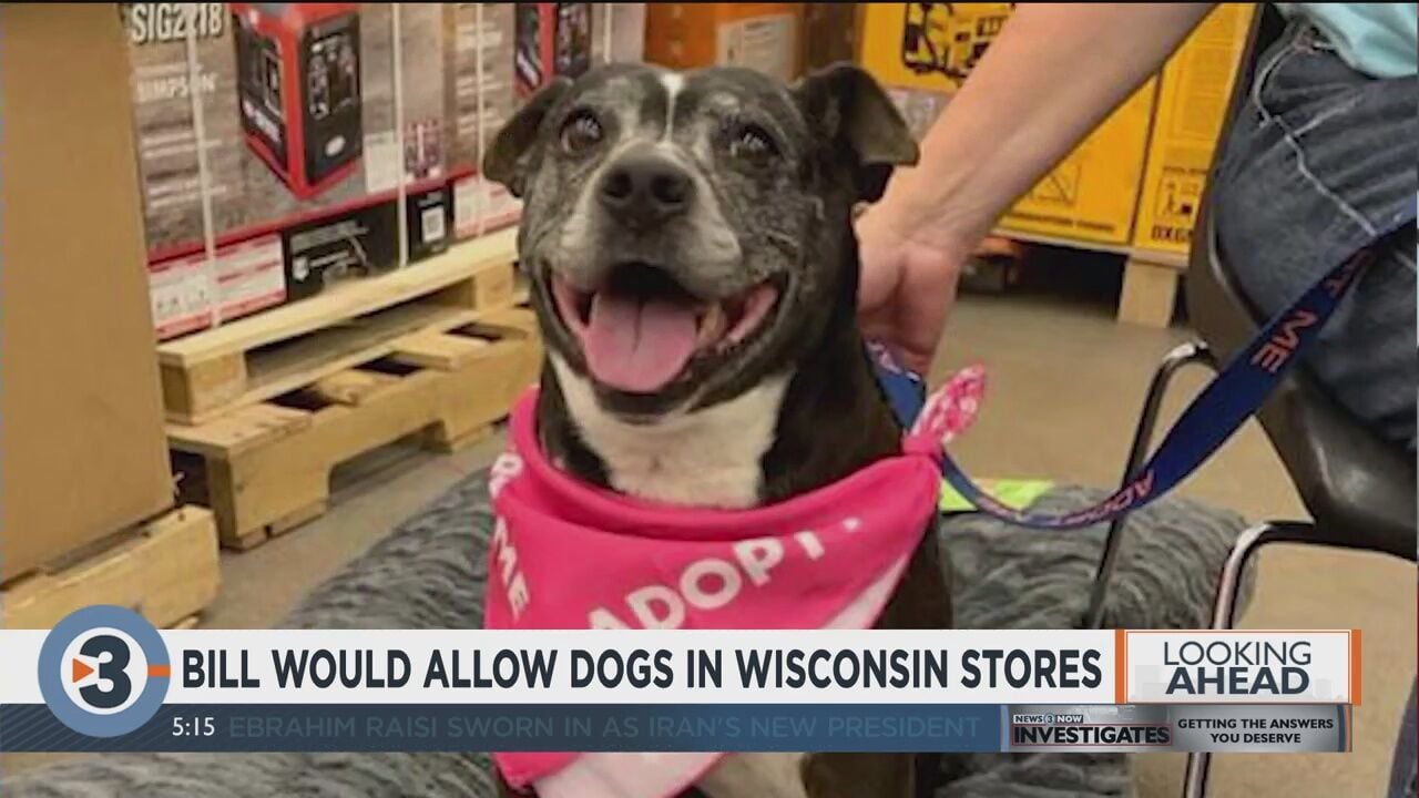 what stores are dogs allowed in