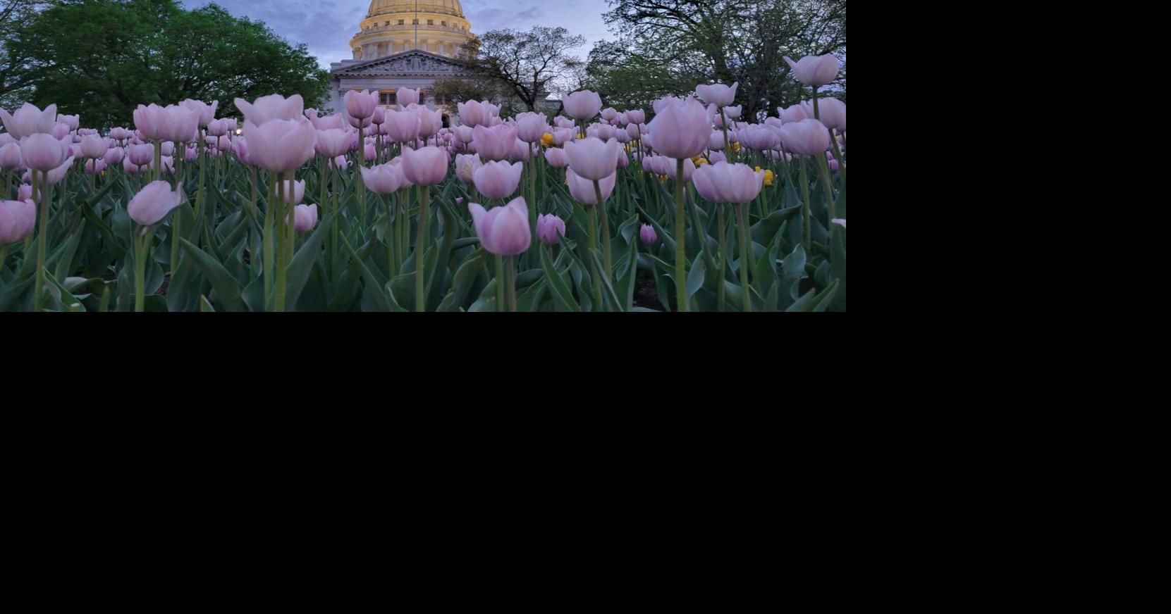 Farmers' market returns to Capitol Square