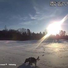 17 - month - old K9 helps locate missing Michigan teen