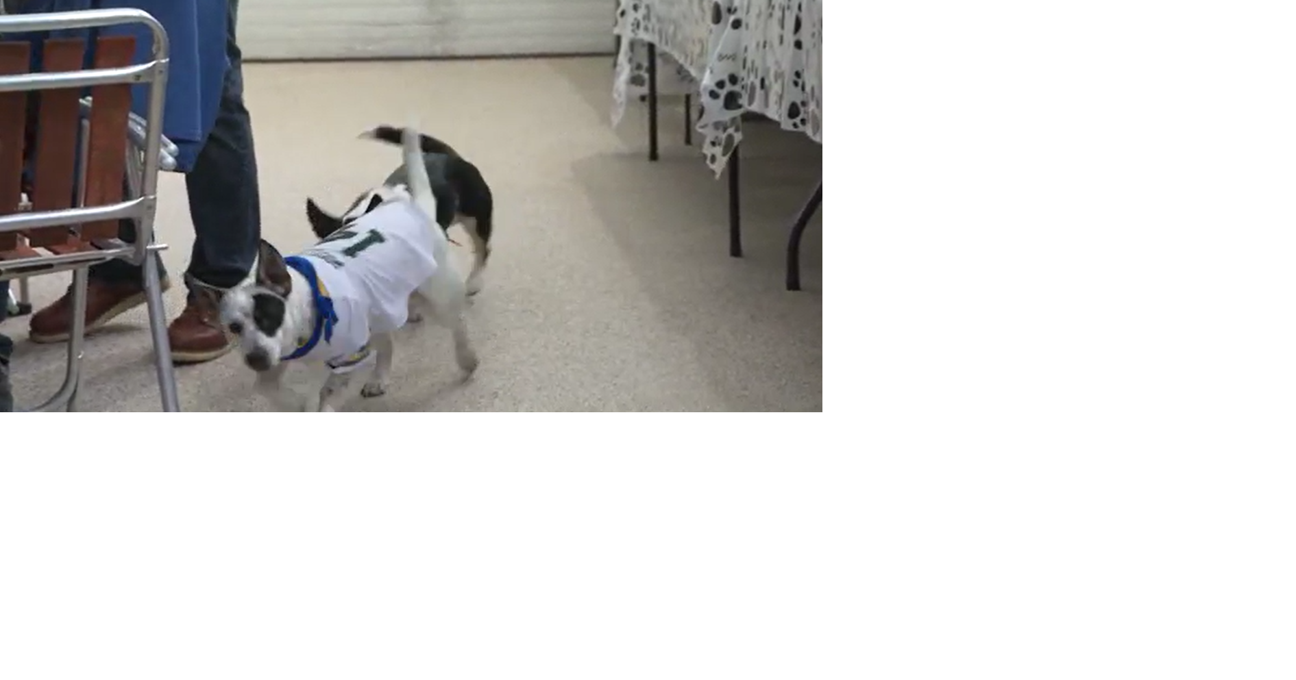 Madison rescue dogs steal spotlight in Puppy Bowl 2026 | News