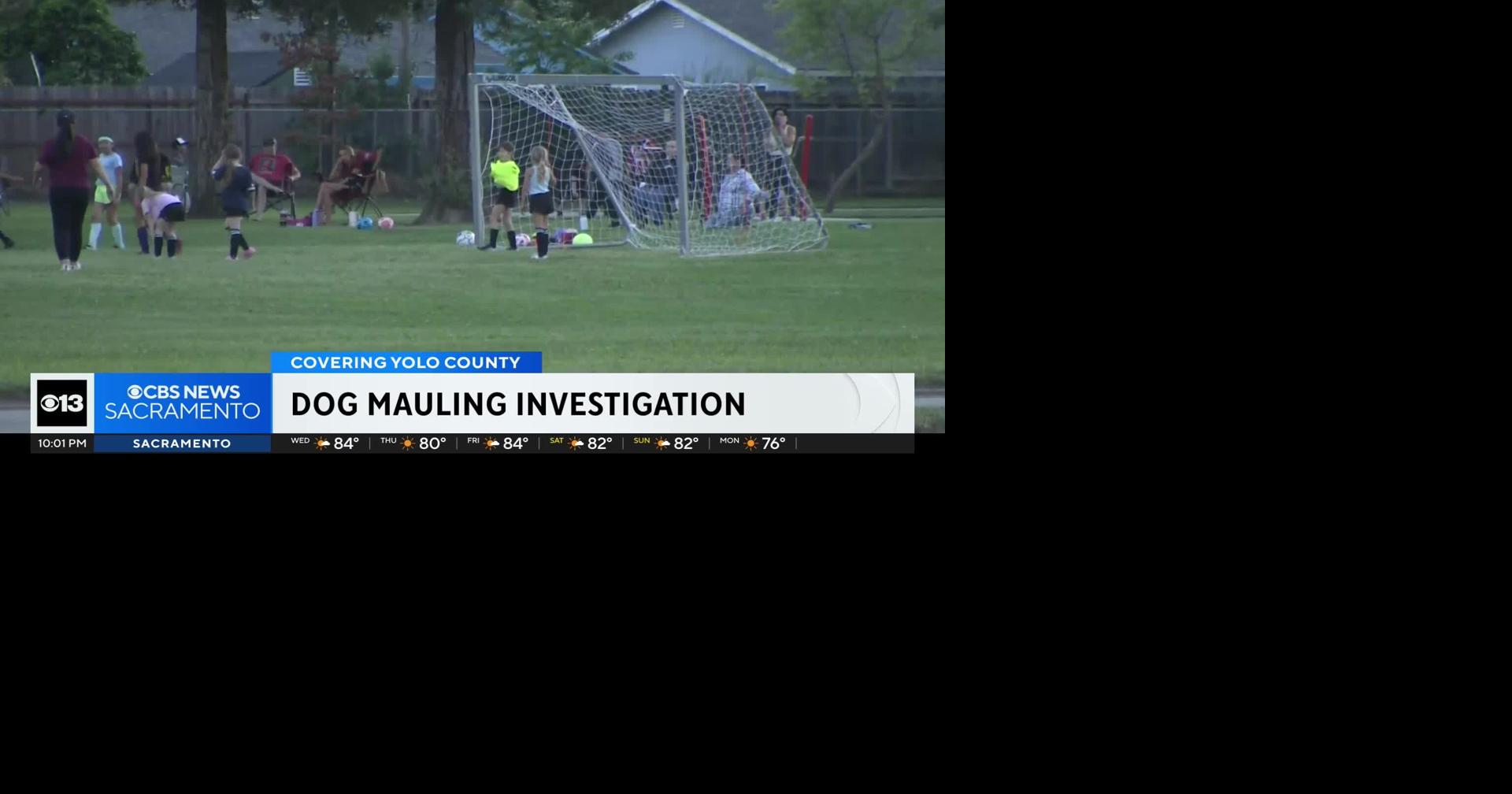 14-year-old dog mauled to death at California park by loose dog, criminal charges possible for owner