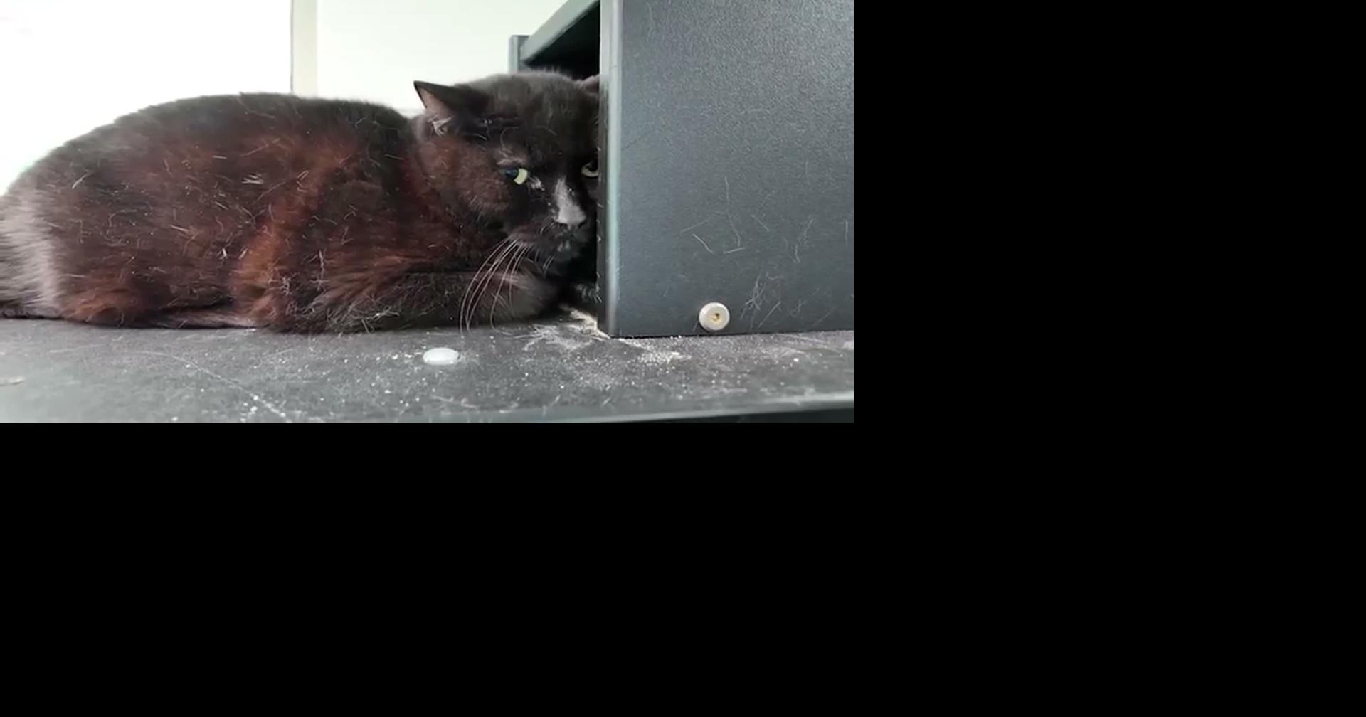 61 cats rescued from hoarding house, 20 now available for free adoption