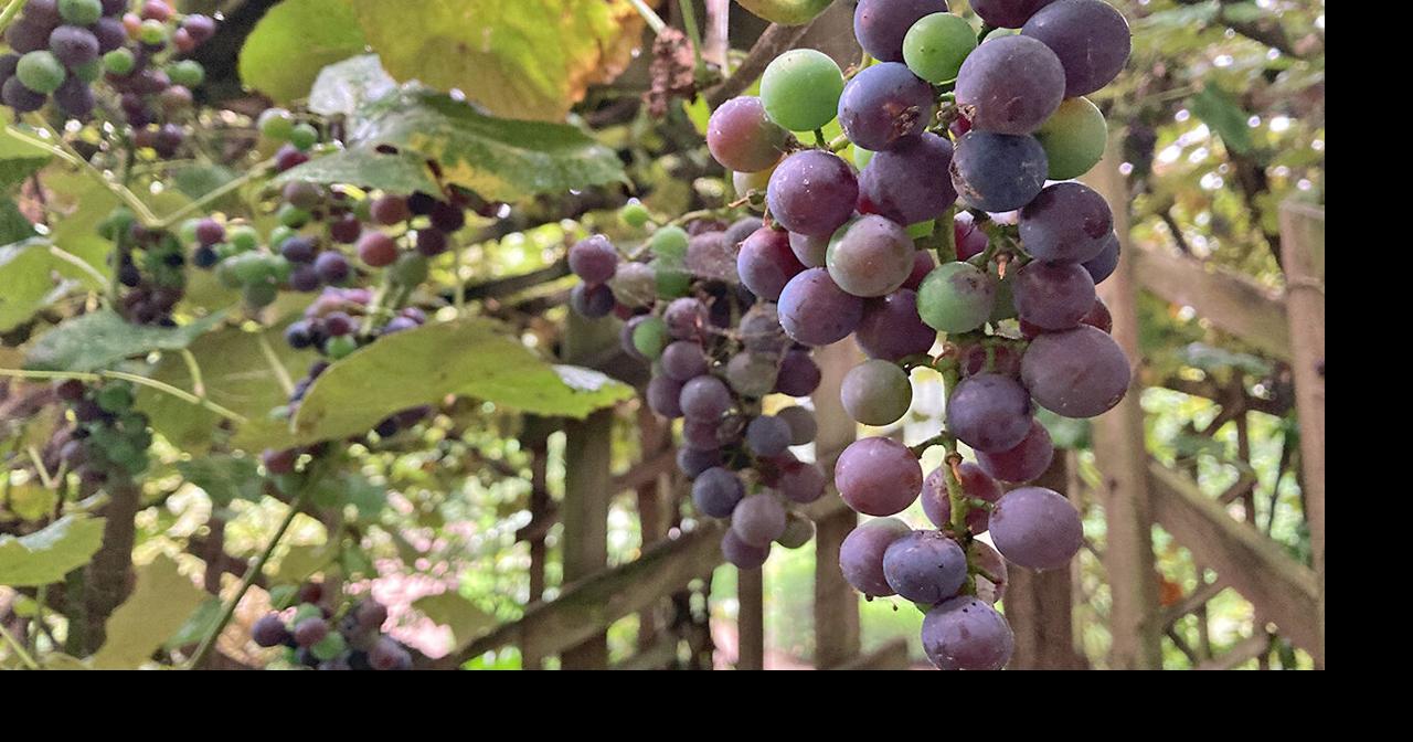 These grapevines are rooted in community