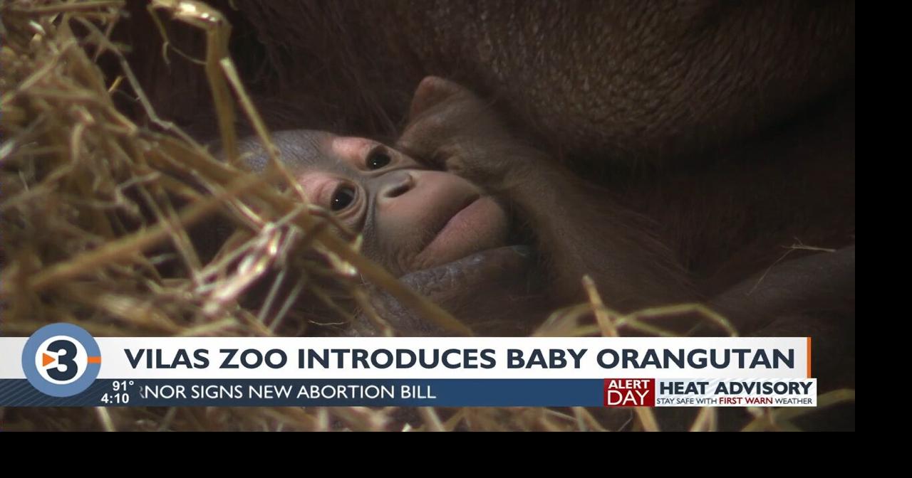 Henry Vilas Zoo introduces baby Bornean orangutan | Local News ...