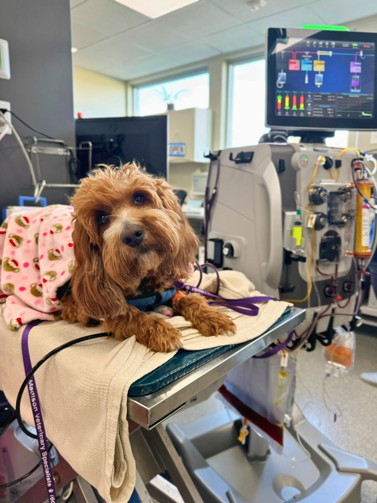 Top madison veterinary specialist Online