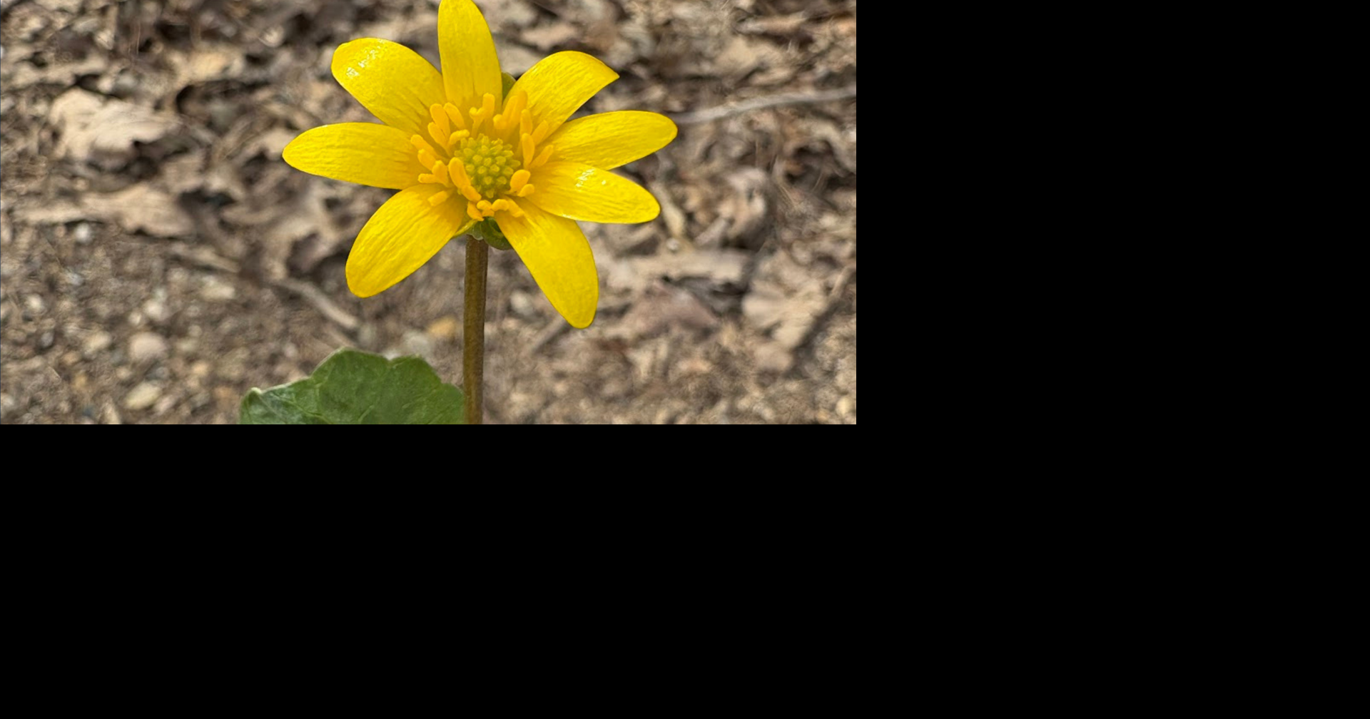 Don't let the flower fool you, an invasive species is spreading in Wisconsin