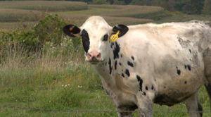 Cow Escapes From Barn at Madison College