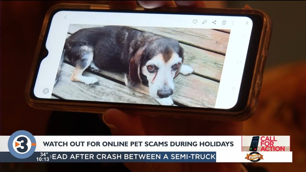 Call for Action: Watch out for online pet scams during the holidays