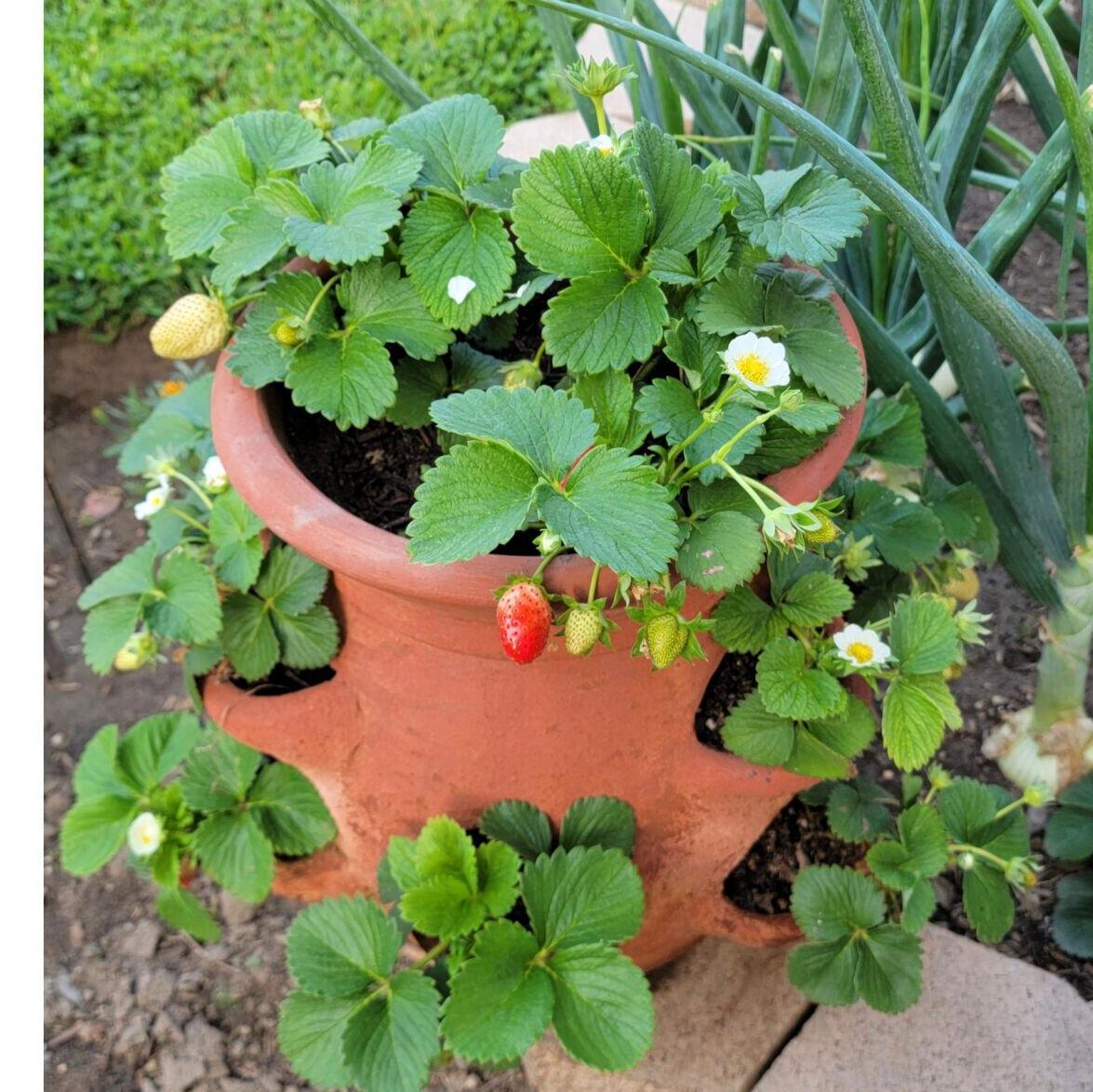 large succulent planters Large Succulent Pot with Drainage, 10 Inch Round Succulent Planter Po