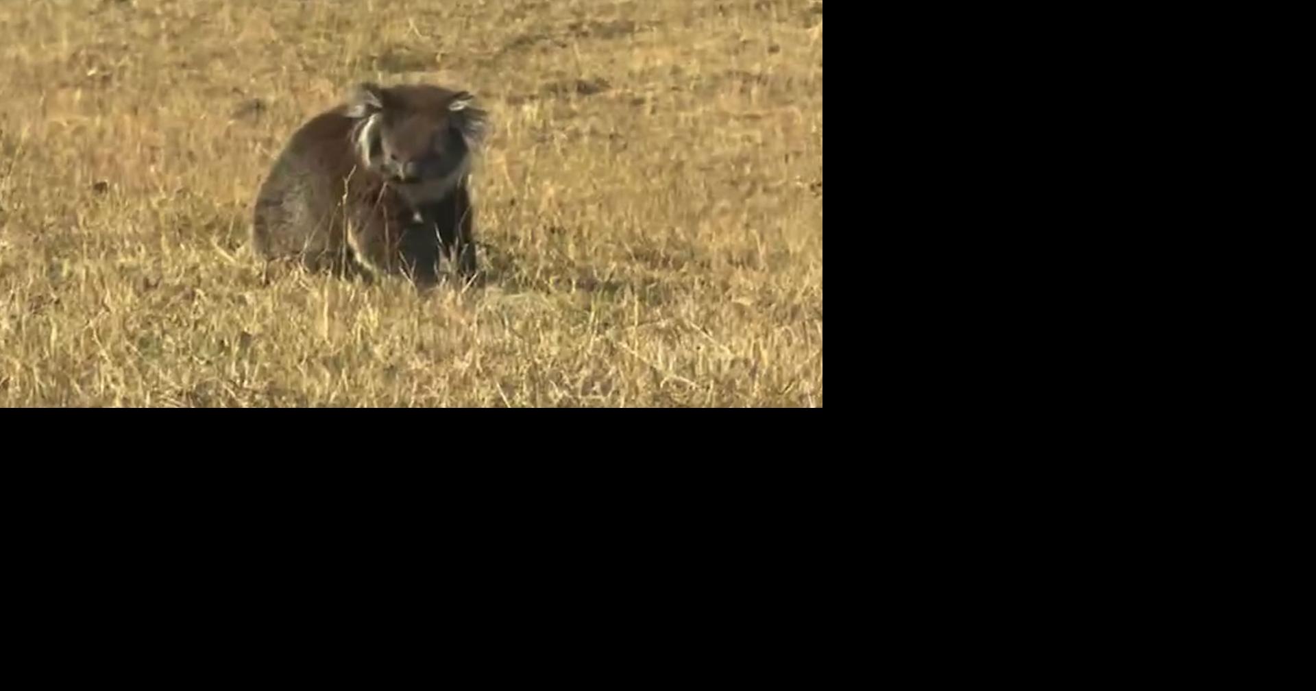 Australia’s hottest towns hit 120F in a grueling heat wave: ‘It’s just damn hot’