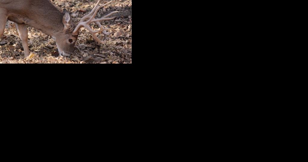 White-tailed justice: Deer strike leads to woman's arrest for outstanding warrant - Vimarsana News
