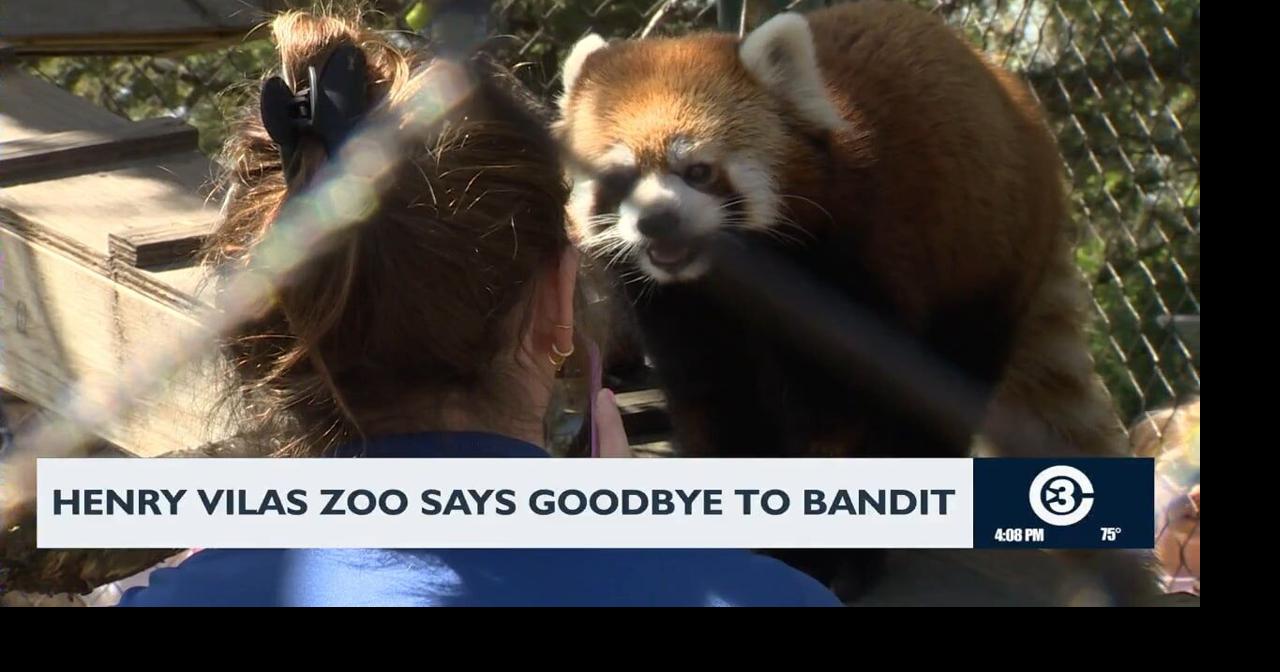 Henry Vilas Zoo says goodbye to 'Bandit' the red panda | News ...