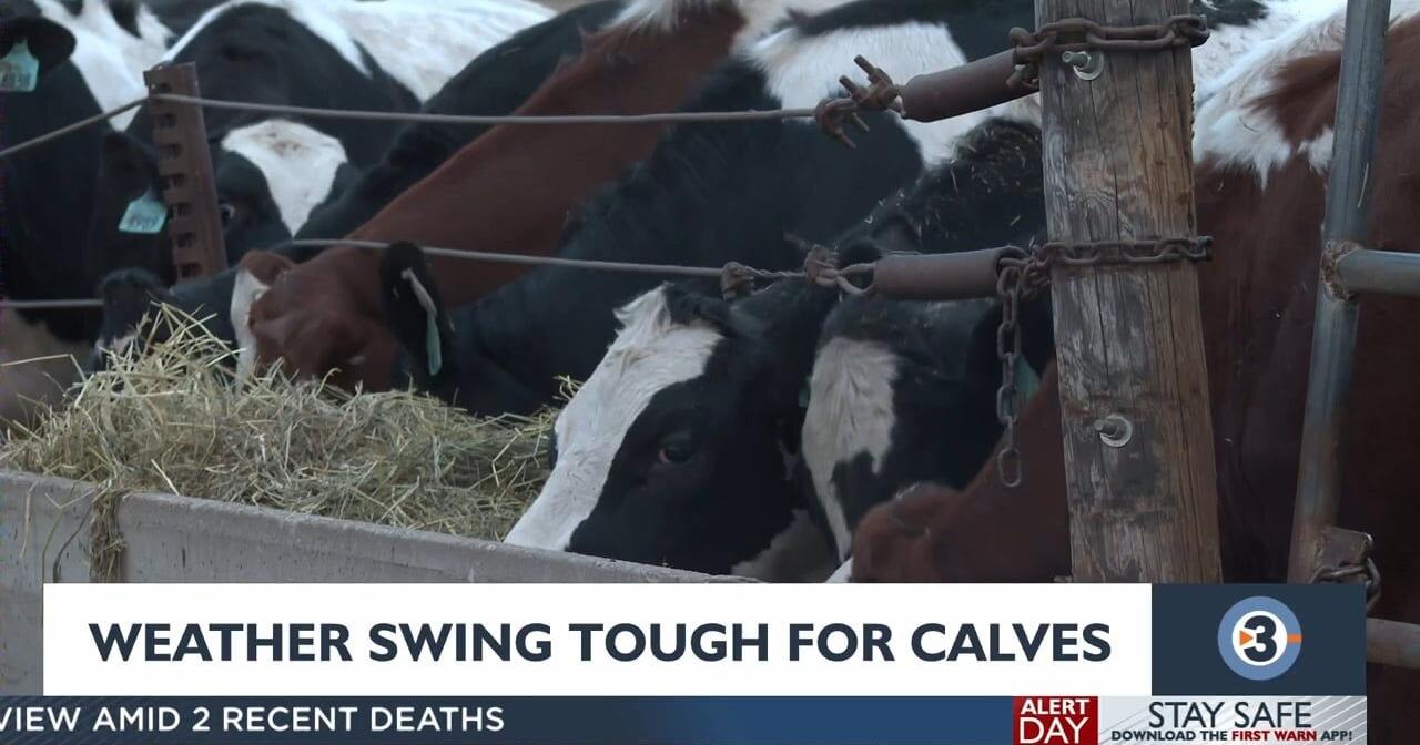 Weather swing poses a challenge to calves, dairy farmer says - Vimarsana News