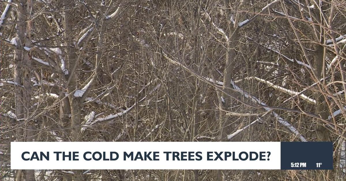 Can the cold make trees explode | Video | channel3000.com