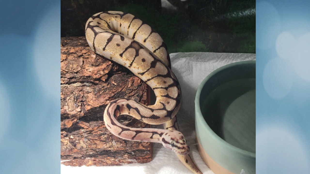 Small python stolen during burglary, Iowa County deputies say | Crime ...