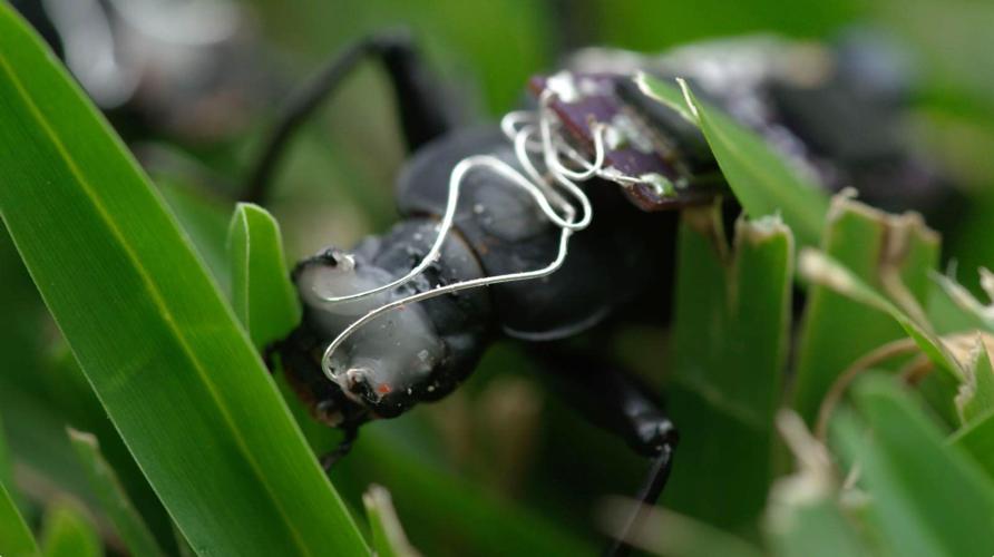 Giant cyborg cockroaches could be the search and rescue workers of the  future | News | channel3000.com