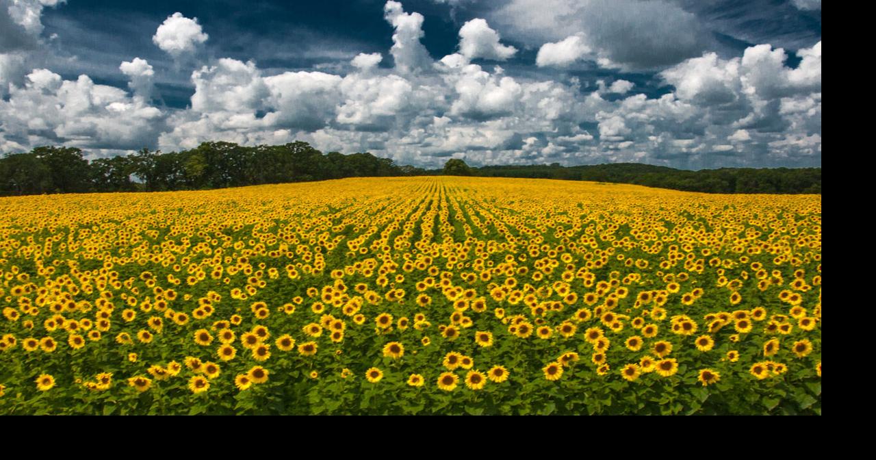 Sunflower Days return to Pope Farm Conservancy City Life