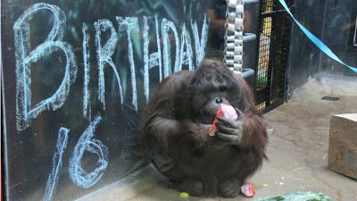 A ‘sweet’ treat: Henry Vilas Zoo celebrates Datu’s birthday | Local ...