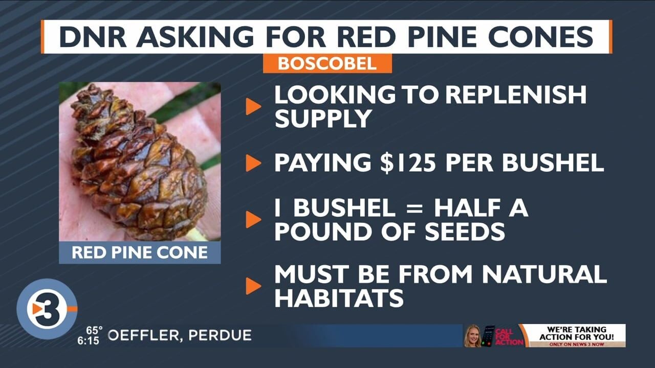 DNR Looking To Buy Bushels Of Red Pine Cones