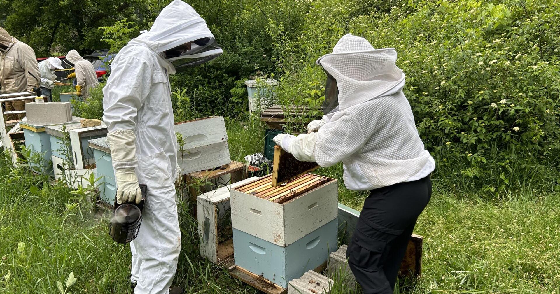 Becoming a backyard beekeeper is within reach - Vimarsana News