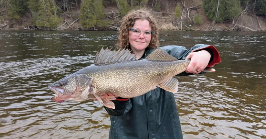 Michigan DNR reports finding 15-pound walleye in Muskegon River