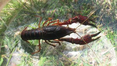 Marbled crayfish added to Michigan’s prohibited species list